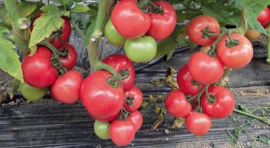 18 Clarabella RZ / Esmira RZ pomidory do upraw w podłożach tradycyjnych W sezonie 2011/2012 firma Rijk Zwaan pragnie zaproponować Państwu nową odmianę pomidora malinowego do produkcji w podłożach