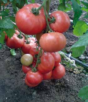 Odmiana o nazwie Esmira RZ bardzo dobrze wypadła w testach w Polsce, Ukrainie i w Rosji, a więc rynkach, na których ten typ pomidora jest szczególnie popularny i ma wielką rzeszę klientów.