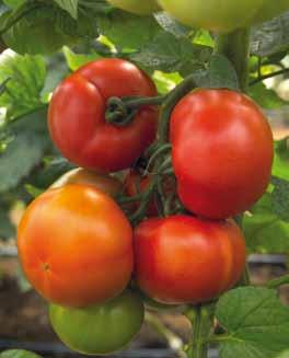 Rijk Zwaan Katalog 2012 pomidor ogórek 19 Pomidory tunelowe pomidor malinowy ESMIRA RZ F1 ToMV:0-2/Ff:1-5/Fol:0,1/Va/Vd pomidor malinowy odmiana o krótkich międzywęźlach owoce o średniej masie