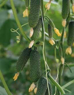zdolność do regeneracji plonowanie na poziomie Euphorii RZ owoce o masie 450 500 gram, wysokiej jakości Samona RZ F1 Cca/Ccu odmiana do uprawy letniej i jesiennej z wysoką odpornością na mączniaka
