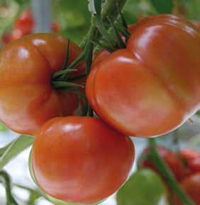 4 72-614 RZ w podwarszawskim Całowaniu napawa optymizmem Ostatnie lata w sprzedaży pomidorów zarówno na rynku Polskim jak i całej Europie charakteryzują się silnymi zawirowaniami.