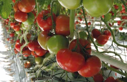 Rijk Zwaan Katalog 2012 pomidor ogórek 5 Dnia 22 czerwca zbierane jest 12 grono. Owoce 72-614 RZ wyglądają imponująco są intensywnie czerwone o masie 220-300 gramów regulacji do 4-5 owoców.