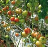 6 72-614 RZ Uprawa pomidora wielkoowocowego Niektóre gospodarstwa wyspecjalizowały się w produkcji np. pomidora wielkoowocowego. W tym segmencie firma Rijk Zwaan proponuje nową odmianę 72-614 RZ.