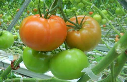 Rijk Zwaan Katalog 2012 pomidor ogórek 7 Do piątego grona 80% plonu stanowiły owoce BBB, o średniej masie 250-300 g.