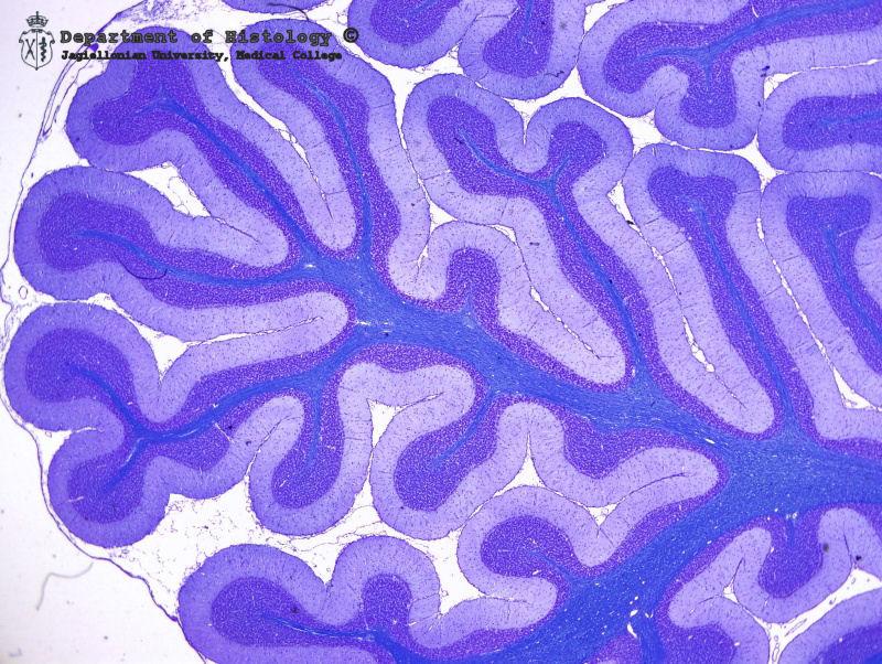 Móżdżek 5 Kora: Odpowiednikiem bruzd mózgu są szczeliny móżdżku (fissurae