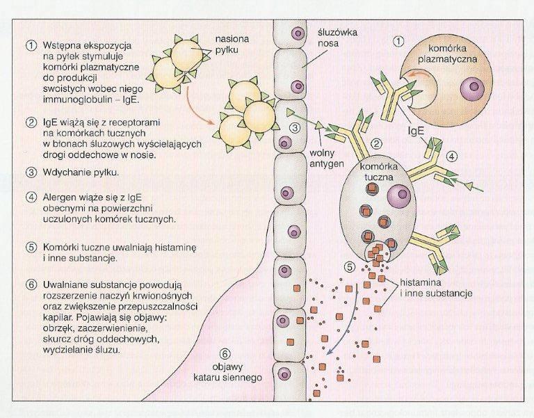 Choroby immunologiczne ALERGIA