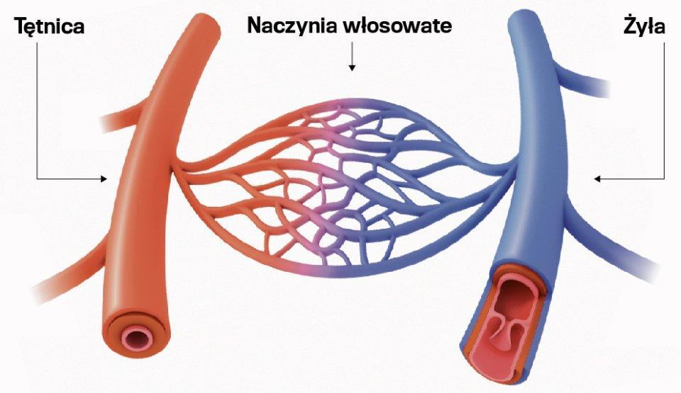 Naczynia włosowate Sieć naczyń włosowatych przenika wszystkie narządy wewnętrzne, i jest najbardziej rozbudowana w narządach o dużej aktywności metabolicznej, np. w wątrobie, nerkach.