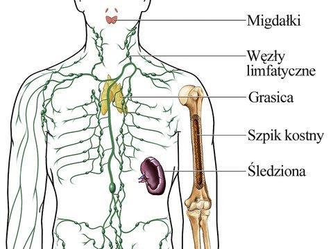 Narządy układu limfatycznego Naczynia limfatyczne podobny schemat budowy do żył