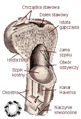 Tkanka kostna