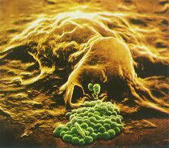 Komórki żerne Makrofagi największe krwinki.