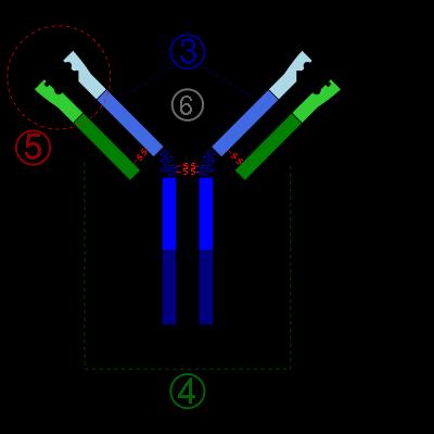 Przeciwciała Przeciwciała są przestrzennie