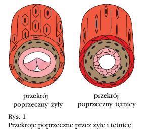 Naczynia krwionośne tętnice i żyły Ściany