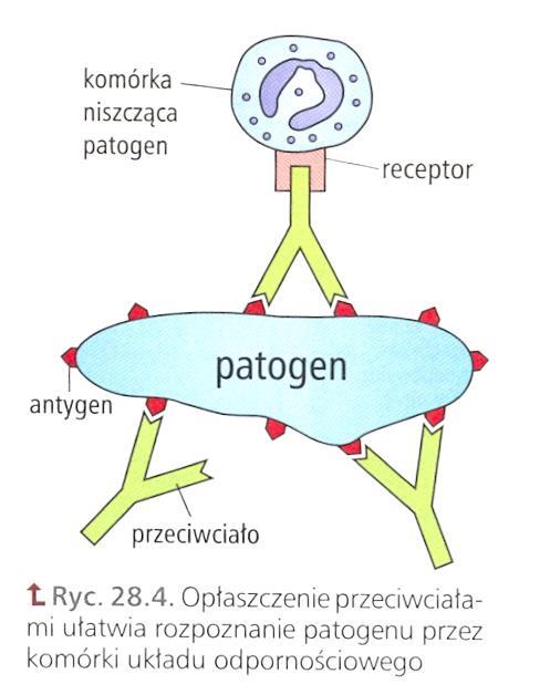 Antygen-Przeciwciało Antygeny są rozpoznawane przez białka: przeciwciała (produkowane przez limfocyty B) Każde przeciwciało ma cztery łańcuchy białkowe: