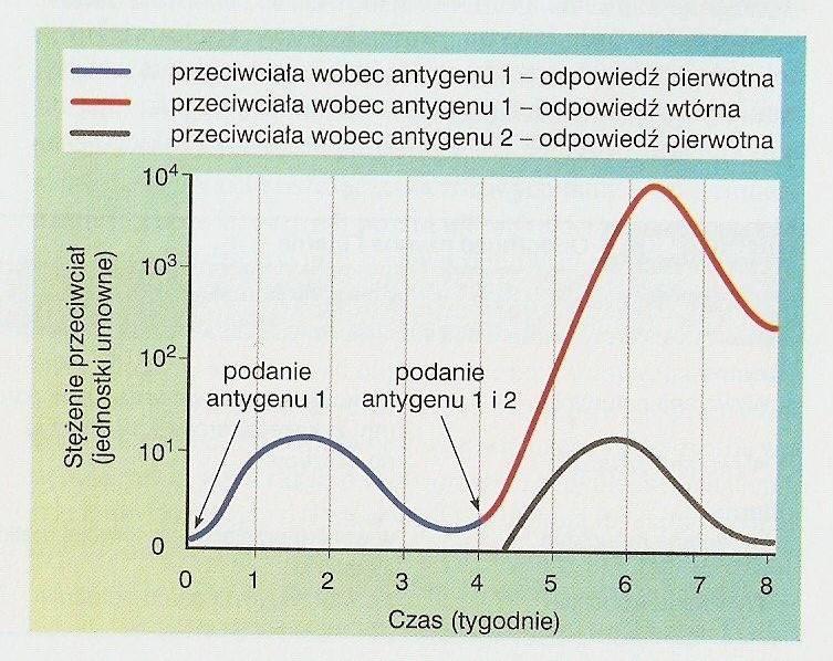 Pamięć immunologiczna Po aktywacji limfocytów B powstają dwie