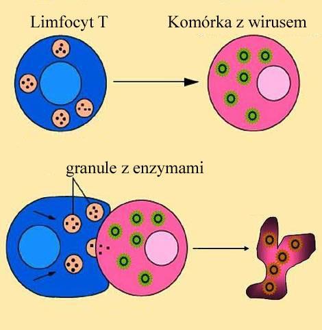 Limfocyty T cytotoksyczne Rozpoznają i niszczą własne komórki, w których rozwija się patogen. Komórki zarażone wbudowują w błonę komórkową fragment białka np.