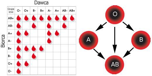 Zgodność grup krwi przy transfuzjach BIORCA Grupa krwi DAWCA A B AB 0 A + - - + B - +