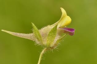 Epipactis palustris, Epipactis