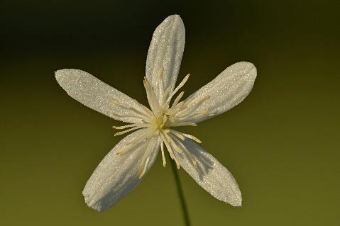 microphylla, Kickxia elatine, Lolium