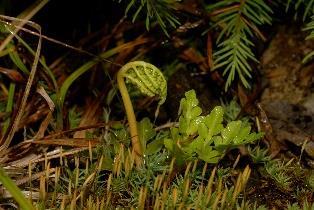 spiralis, Traunsteinera globosa,