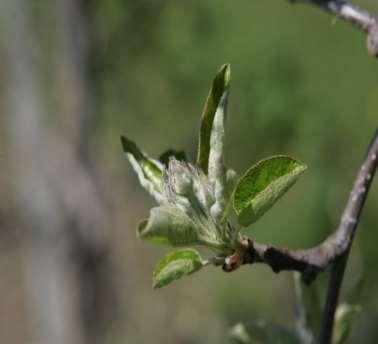 Zasady stosowania Jabłoń i grusza stosować w okresie bezlistnym i we wczesnych stadiach rozwojowych do stadium zielonego pąka. Późniejsze stosowania mogą powodować ordzawienia zawiązków.