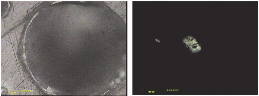 Zróżnicowanie wielkości cząstek (Opole). Światło odbite, 1N, pow. 200x Fig. 3. Microscopic view of grain variability of the cenospheres (Opole), Reflected light, 1N, magn. 200x Rys. 4.