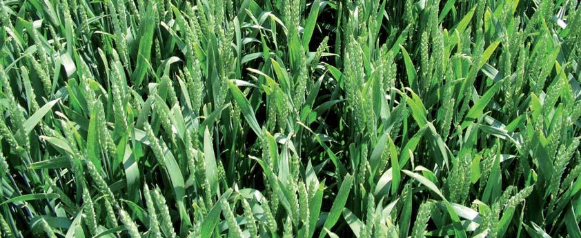 CUBUS * A KWS PIUS * A Siła wczesnego dojrzewania Wysokoplonująca pszenica A-klasowa Dobra odporność na stres - związany z silnym nasłonecznieniem i wysokimi temperaturami Dobra adaptacja do uprawy w