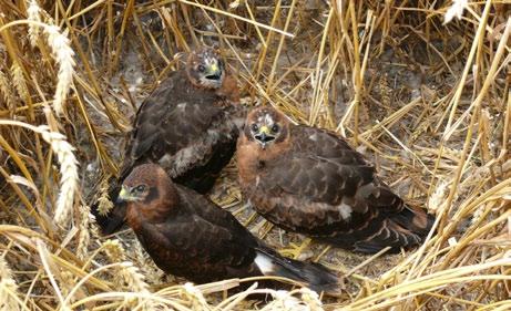 Fot. 2. Młode błotniaki łąkowe na kilka dni przed pierwszymi lotami. Pola niedaleko Kutna, sierpień 2017 (fot. T. Przybyliński) Photo 2. Young Montagu s harriers a few days before their first flights.