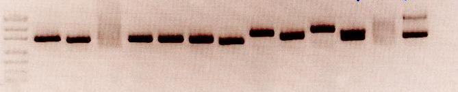 Analiza fragmentów DNA (PCR, QF-PCR) PCR ze starterami fluorescencyjnymi (również multiplex) Sekwenator (ABI