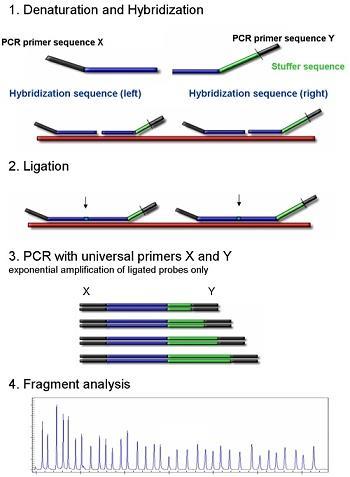 MRC Holland MLPA identyfikacja delecji / duplikacji w wybranych regionach chromosomowych w wybranych zestawach sondy specyficzne dla najczęstszych mutacji możliwość analizy
