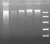 DNA jako matryca do sekwencjonowania DNA dwuniciowe, nie zdegradowane (żel) odpowiednio przechowywane (np.