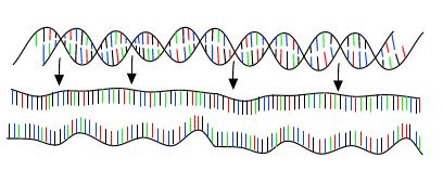 analizy DNA mutacja gen genom W