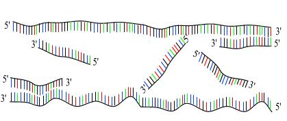 techniki wykorzystują zdolność DNA