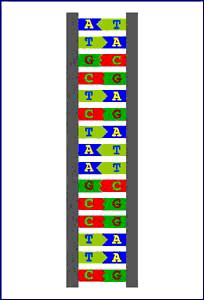 PCR HYBRYDYZACJA PCR (2