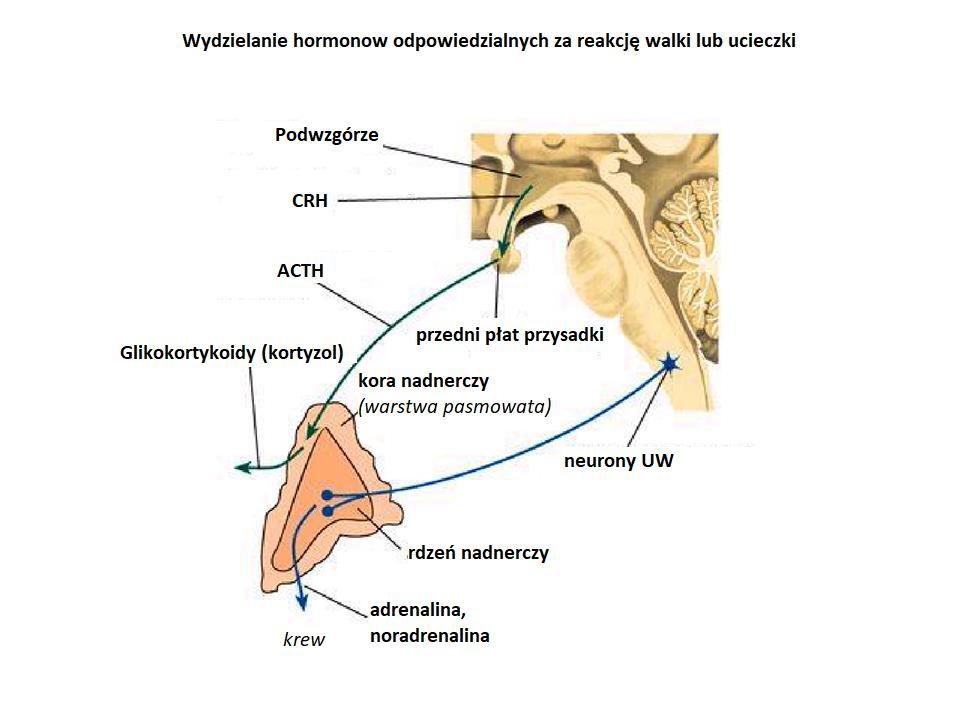 hormone (CRH)