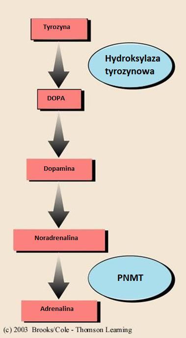 Tyrozyna DOPA DA NE (hydroksylacja i