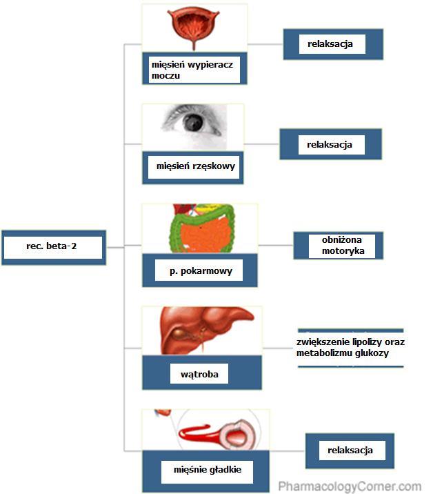 Receptory adrenergiczne