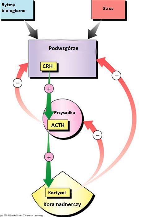 Circadi an rhythm s Hypothala mus CR H Stress Oś