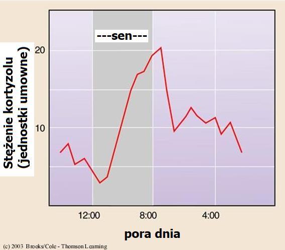Wydzielanie kortyzolu Stres fizyczny: - hipoglikemia - uraz - ciężki