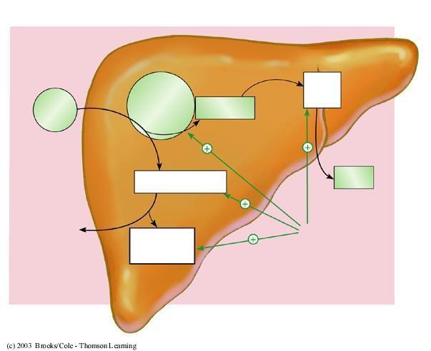 Wpływ kortyzolu na wątrobę Osocze Wątroba Amino kwasy Enzymy metabolizujące