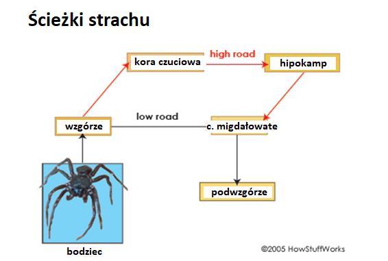 organizmu, który poddany jest obciążeniom fizycznym i psychicznym Stres to dynamiczna reakcja