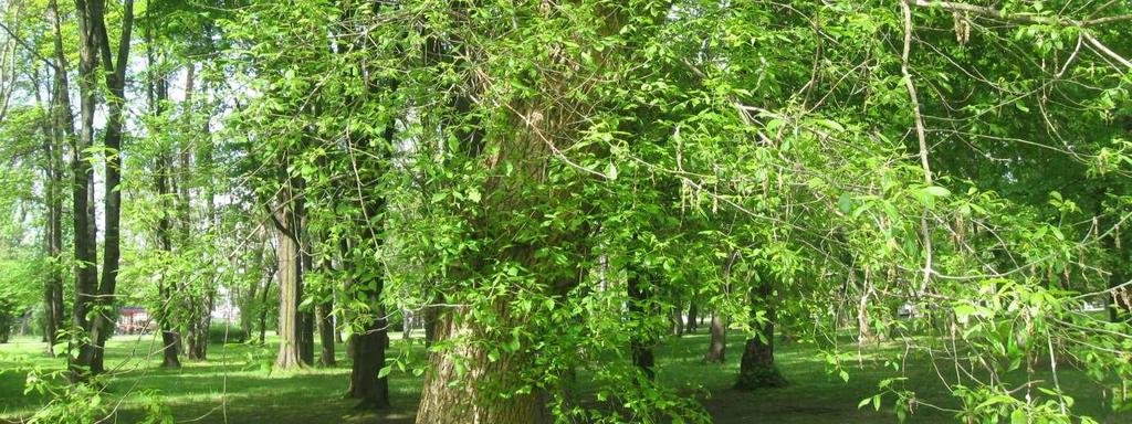 Montaż domku na drzewie: w sposób stabilny, za pomocą opasek zaciskowych, wieszać na wysokości min. 3 m, na drzewach o średnicy pnia ok.