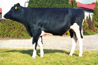 SPLENDOR BOMAS-DEBO PL00530 PL005404512852 Urodzony: 16.01.2013 CVF BLF SUDAN x SHOTTLE x GOLDWYN Urodzony: 17.11.