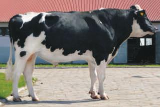 SISKA WALENROD DE03534527 PL0053152314 Urodzony: 31.08.2010 SUPER x SHOTTLE x RAUL CVF BLF Urodzony: 11.03.2012 BLF CVF WINDBROOK x GOLDWYN x GARTER Hodowca: import Niemcy Hodowca: OHZ Dębołęka Sp.