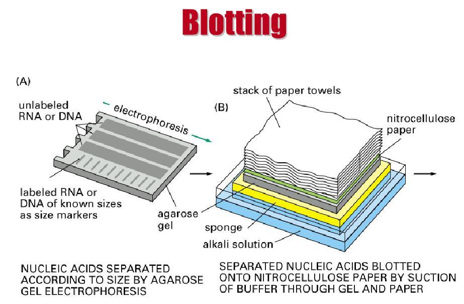 SOUTHERN blotting-