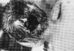 Ciało nosi widoczne ślady tortur w tym przypiekania okolic twarzy a także odrąbany bark, Podjarków, 16 VIII 1943 r.