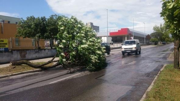 Konstrukcja spadła na zaparkowane przed nim samochody i uszkodziła je.