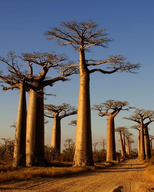 Kraina baobabów Madagaskar w 11 dni Dzień 1. Warszawa Antananarywa Po przybyciu na lotnisko w Antananarywie goście zostaną przewiezieni na nocleg do hotelu Tamboho. Madagaskar MADAGASKAR Dzień 2.