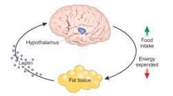 LEPTYNA leptyna podwzgórze spożycie pokarmu tk. tłuszczowa http://higienapokarmowa.