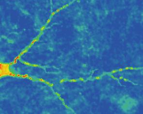 Obraz w czasie 0 przedstawia fluorescencję GFP w dendrycie neuronu kontrolnego.