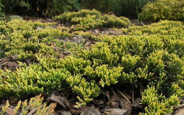 38. Jałowiec płożący Golden Carpet Juniperus horizontalis Golden
